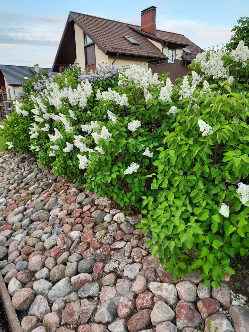 Garden service — бюро ландшафтных работ